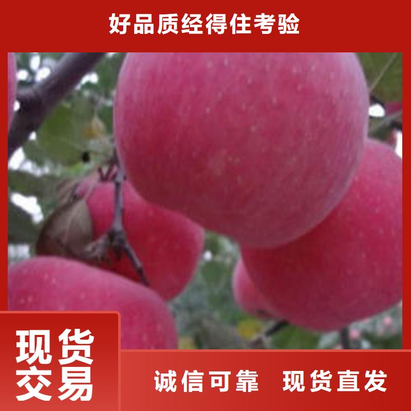 【紅富士蘋果好廠家有擔當】實力優品