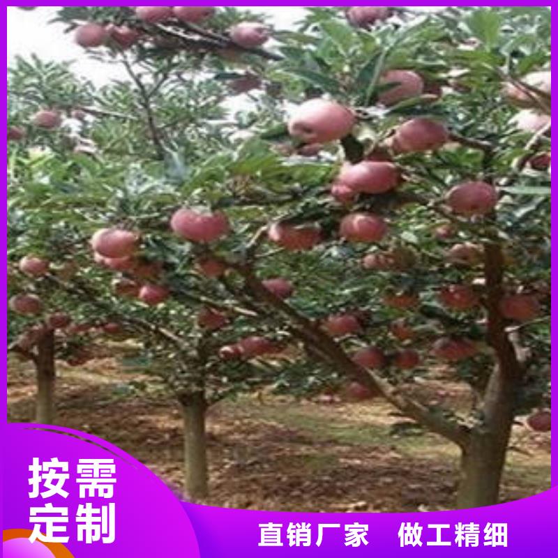 紅富士蘋果,紅富士蘋果產(chǎn)地當(dāng)?shù)貜S家值得信賴批發(fā)供應(yīng)