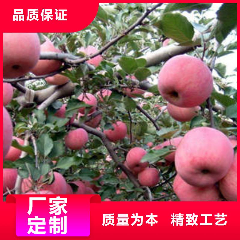 【紅富士蘋果敢與同行比質量】量大從優