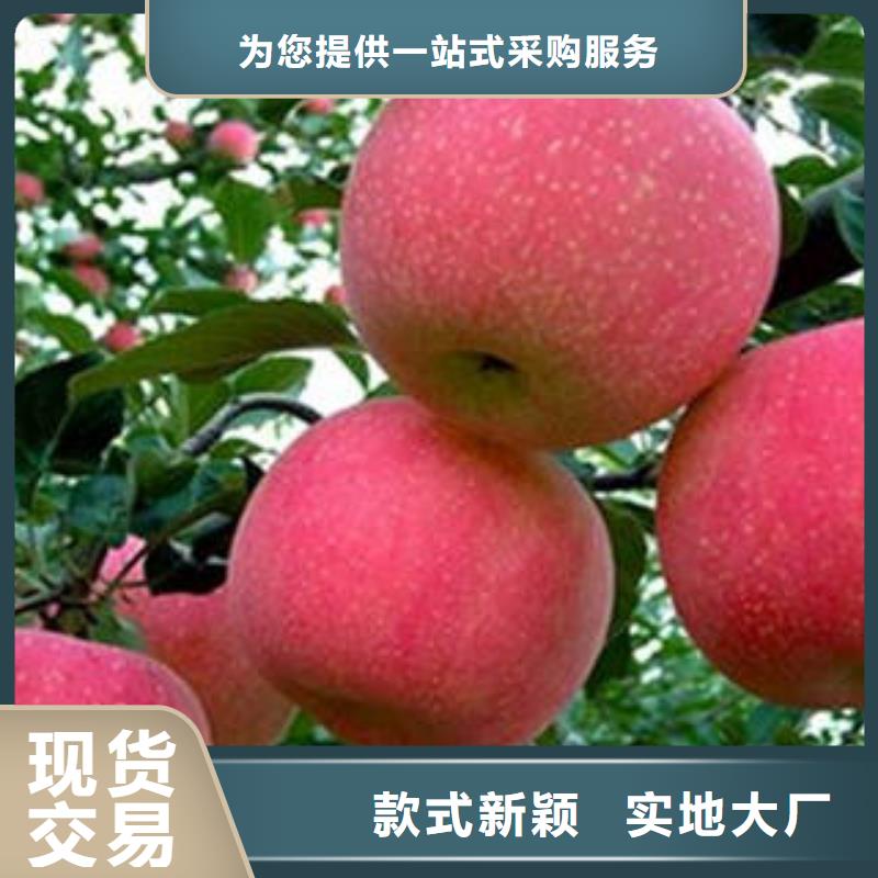 【紅富士蘋果蘋果種植基地品牌企業】<本地>貨源