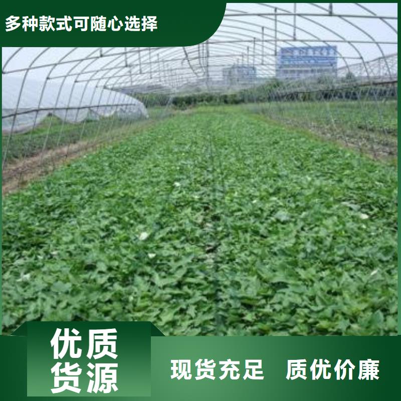 紫薯苗紫薯雪花片追求品质厂家现货供应