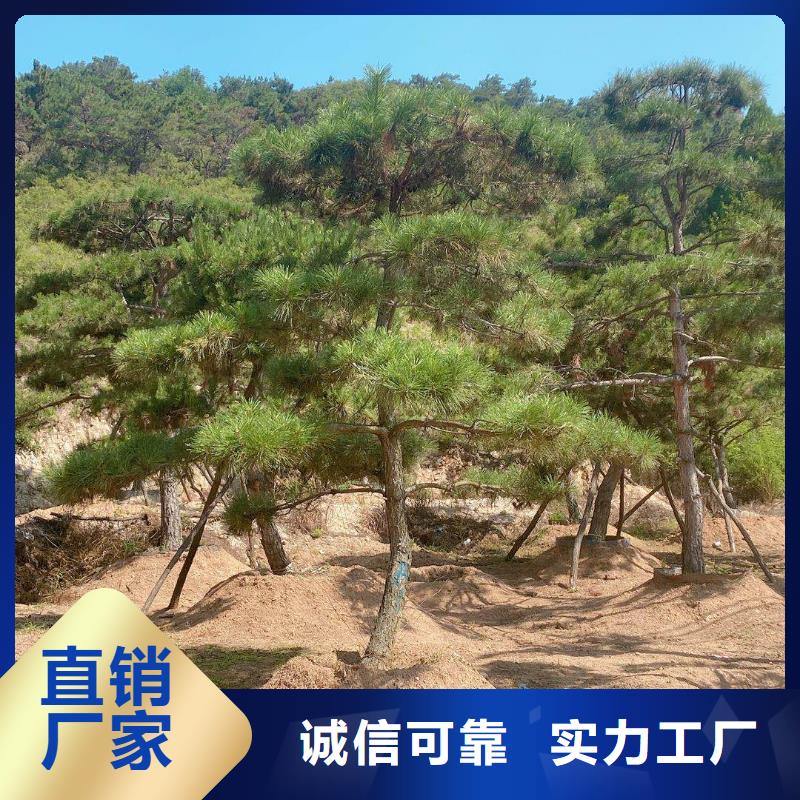 造型松-盆景產品參數現貨銷售