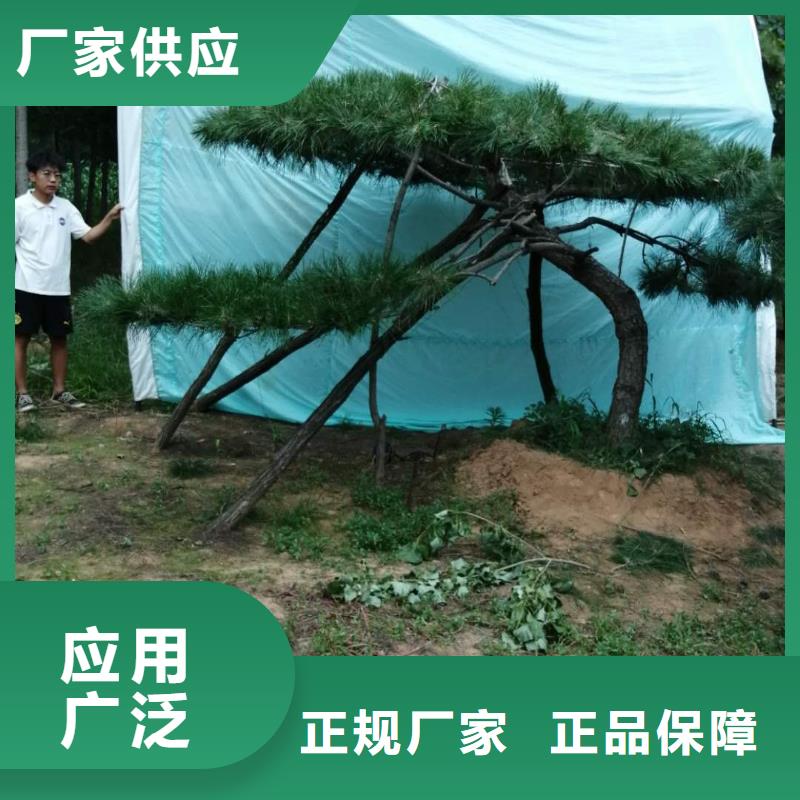 造型松 造型松價格國標檢測放心購買用的放心