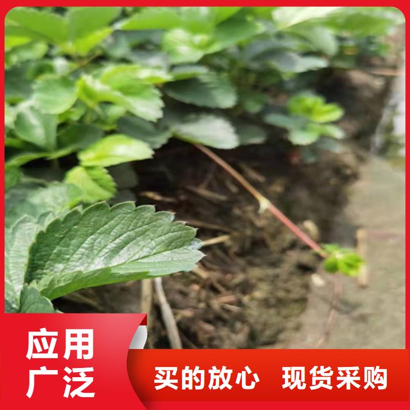 【草莓苗】辣椒苗按需定做買(mǎi)的放心安興用的舒心