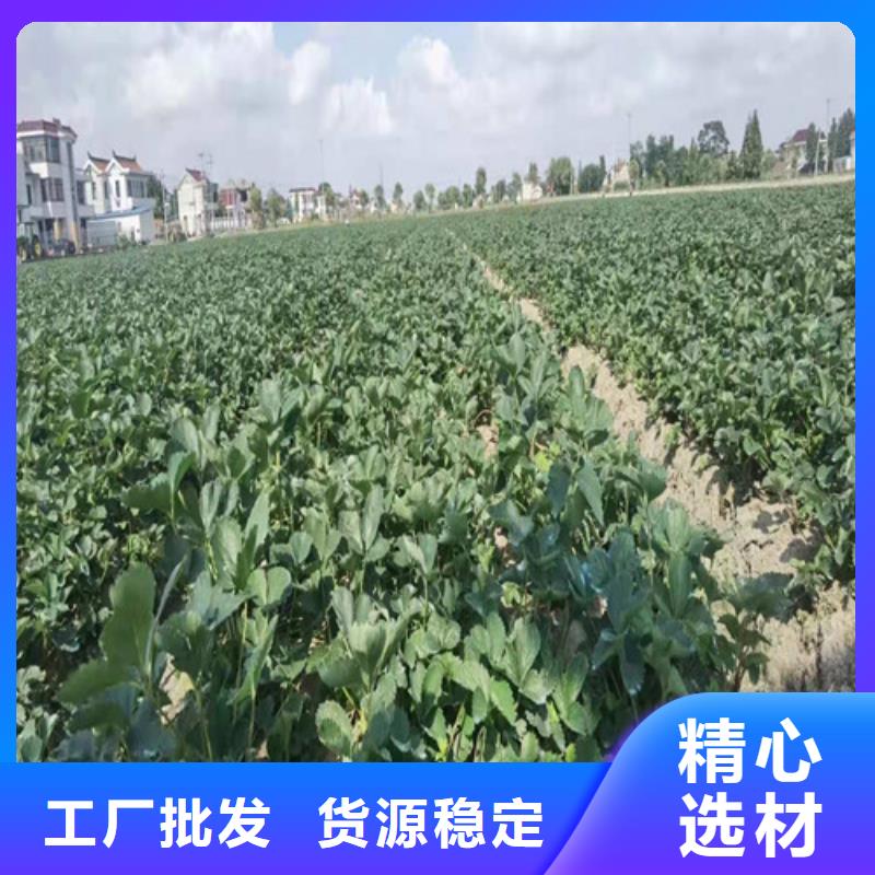 【草莓苗】大棚草莓苗款式多樣交貨準時