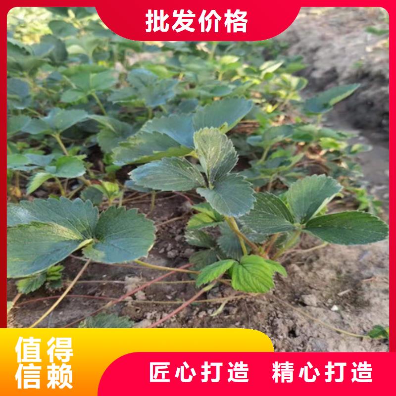 【草莓苗】桃樹苗用心經營款式新穎