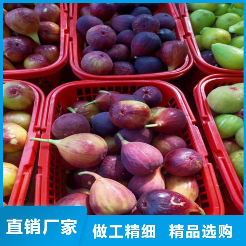 無花果_蘋果苗熱銷產(chǎn)品{本地}供應(yīng)商