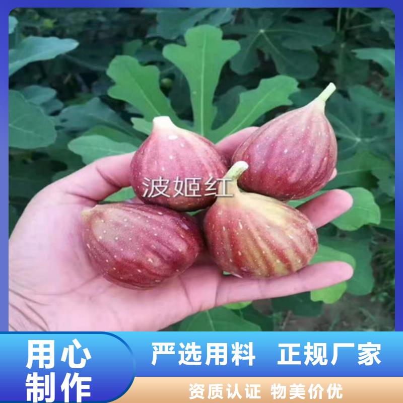 【無花果】,大棚草莓苗廠家技術(shù)完善多種規(guī)格庫存充足