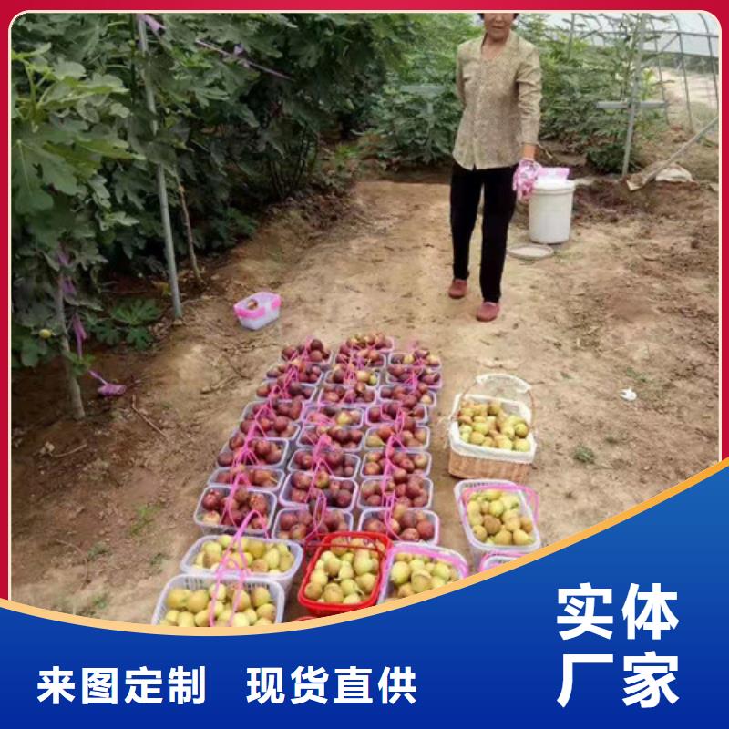 無花果草莓苗實力廠家產地源頭好貨