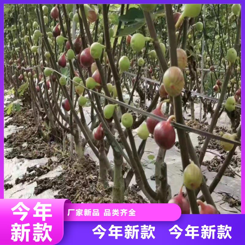 無花果【草莓苗】真實拍攝品質可靠用心經營