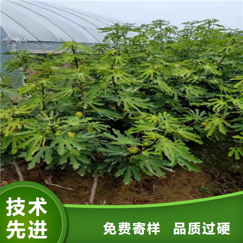 無花果【山楂樹苗】擁有多家成功案例一件也發貨