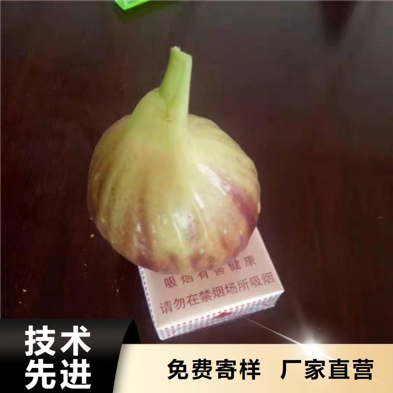 無花果薄殼板栗苗多種工藝準時交付