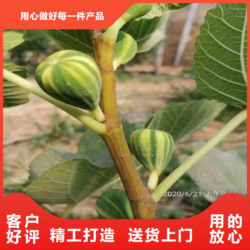 【無花果】_無花果苗用的放心【本地】制造商