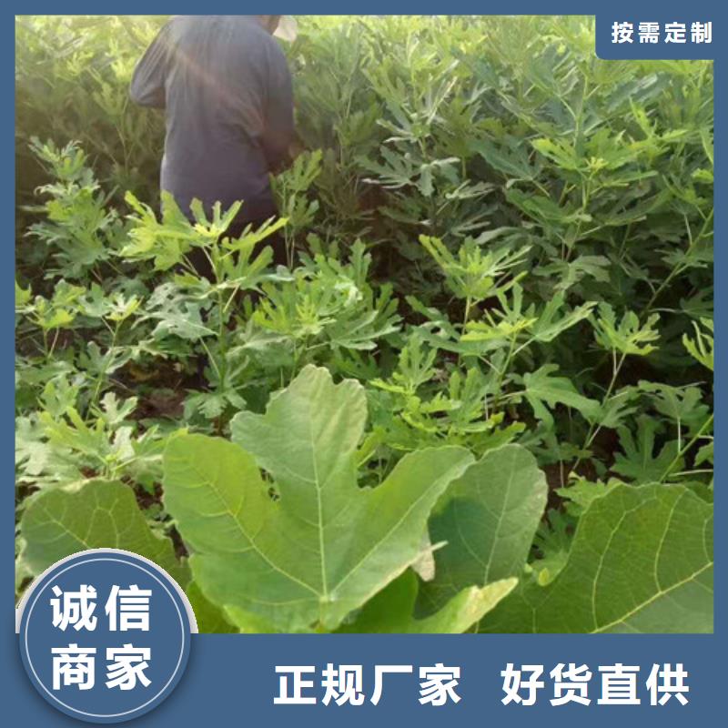 無花果【大棚草莓苗】快速物流發貨種類齊全