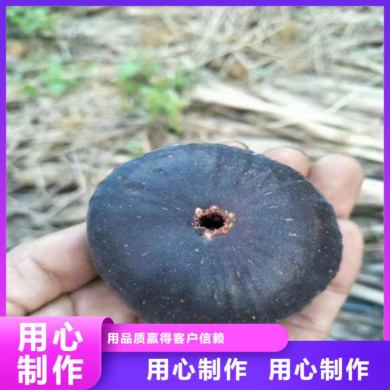 無花果櫻桃樹苗量大更優(yōu)惠每一處都是匠心制作