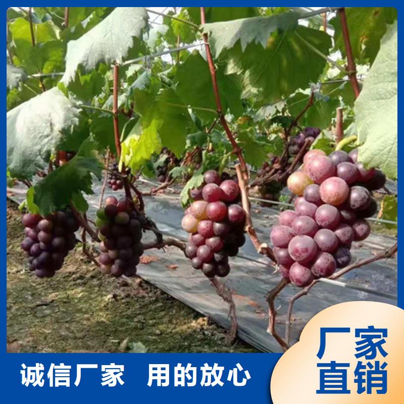 ?葡萄油蟠7-7講信譽(yù)保質(zhì)量就近發(fā)貨