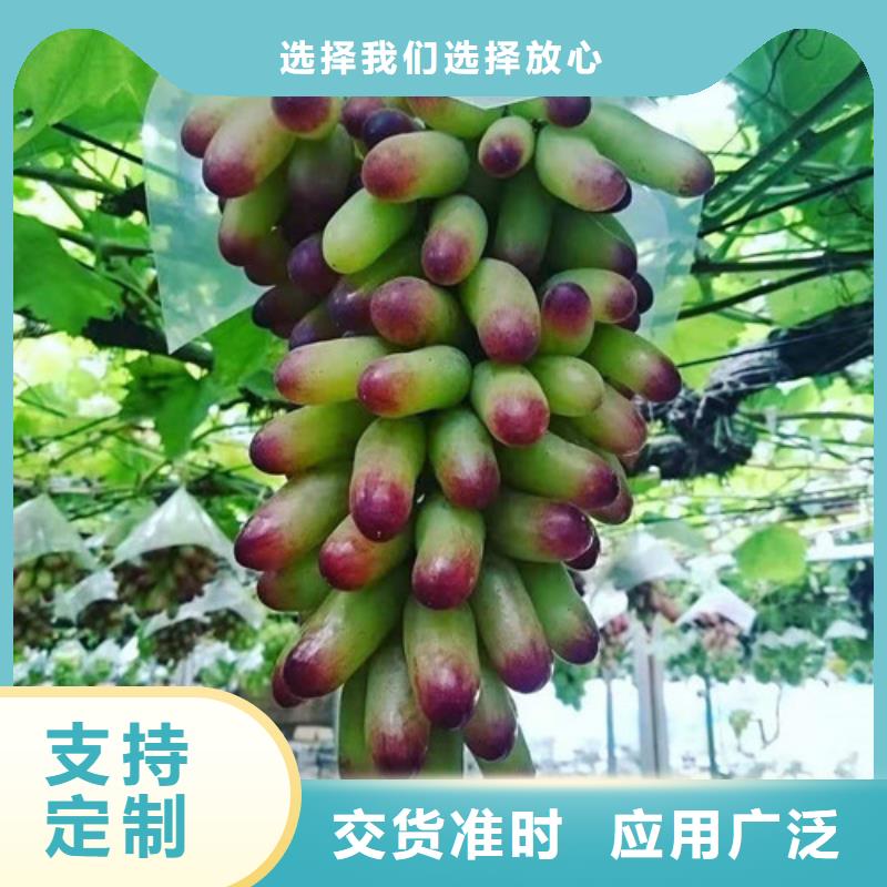 【葡萄】山楂苗實力大廠家市場行情