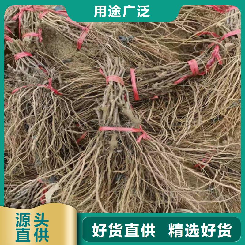 葡萄_草莓苗把實惠留給您每一處都是匠心制作