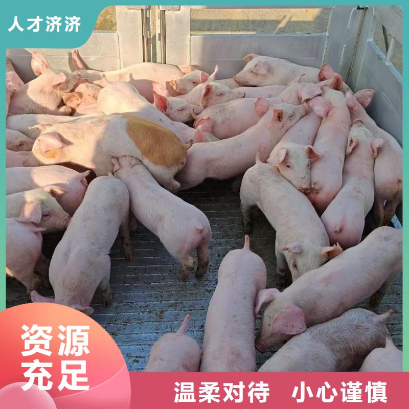 宿迁市泗阳到德州畜禽运输信誉卓著