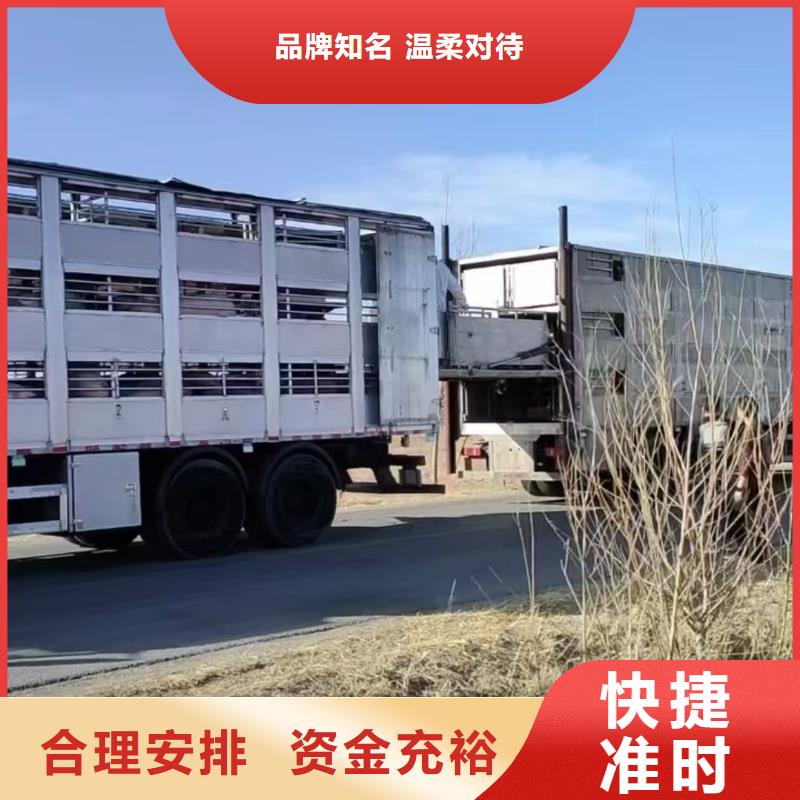 宿遷市到浙江牛運輸專用車妥善安置