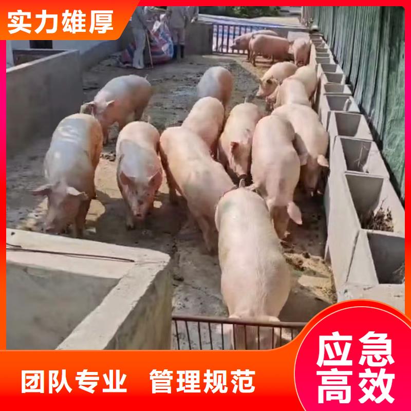 宿迁市沭阳到安阳羊运输专用车合理