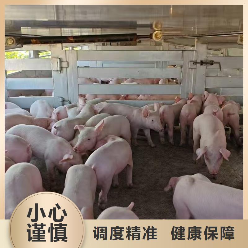宿迁泗洪到六安仔猪空调车运输