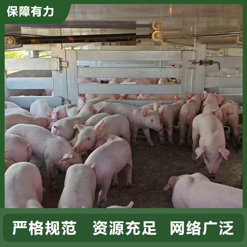 宿迁市沭阳到六安农牧运输快捷准时