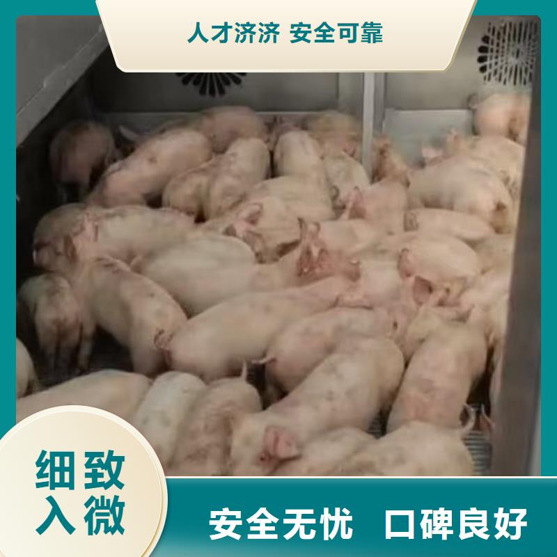 宿迁市泗洪到安徽牛运输安静舒适
