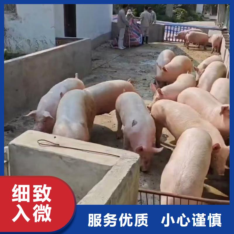 宿迁市沭阳到六安猪牛羊运输保障完备
