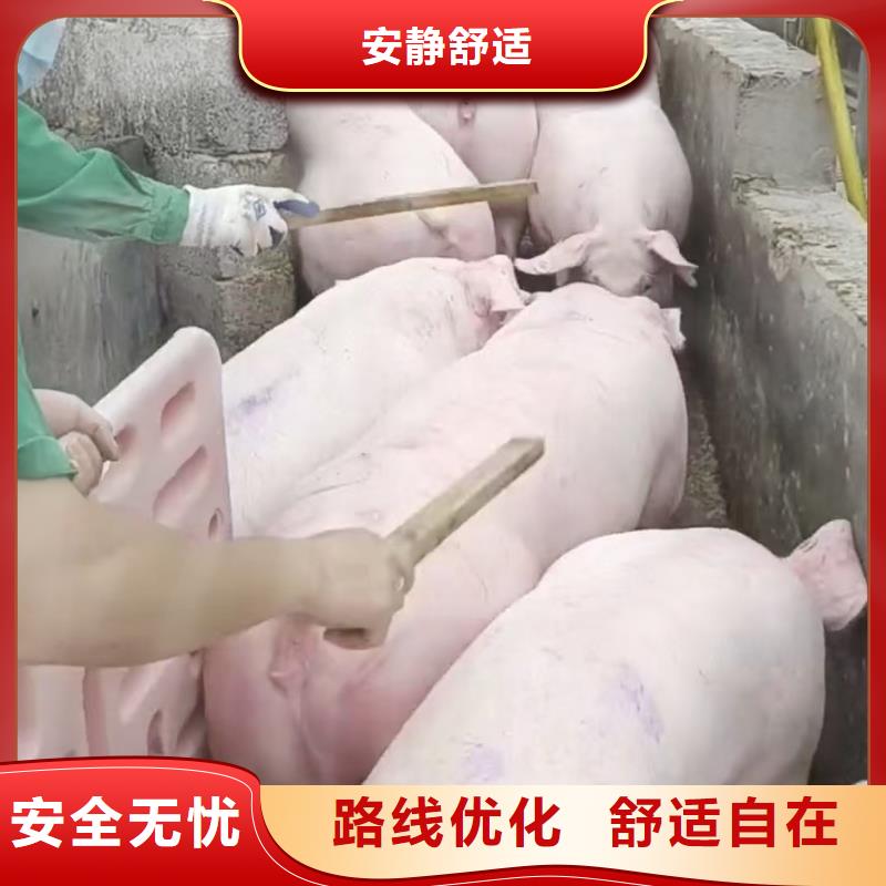 宿迁市到漯河畜禽物流信誉良好