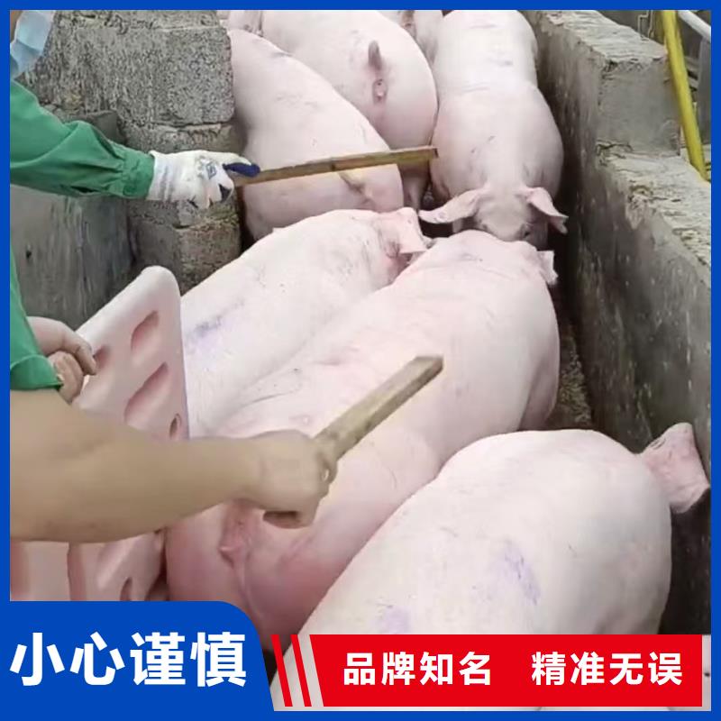 宿遷沭陽到滁州豬只運輸專用車