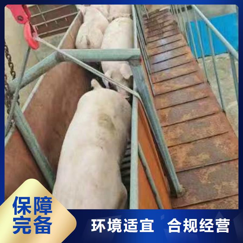 宿迁市泗洪到安阳仔猪空调车运输运力强大