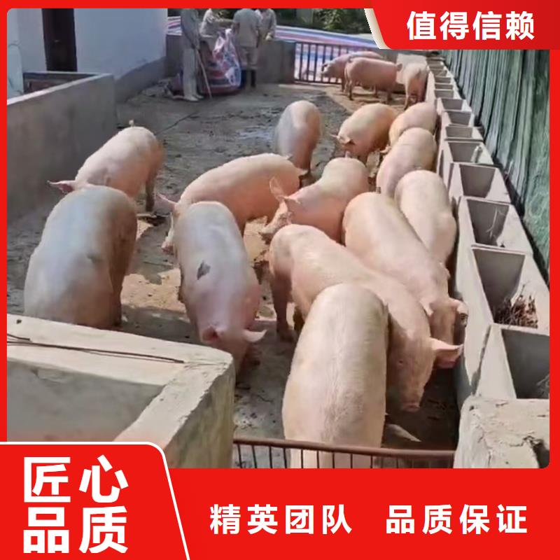 宿迁泗洪到农牧物流舒适自在货源直供