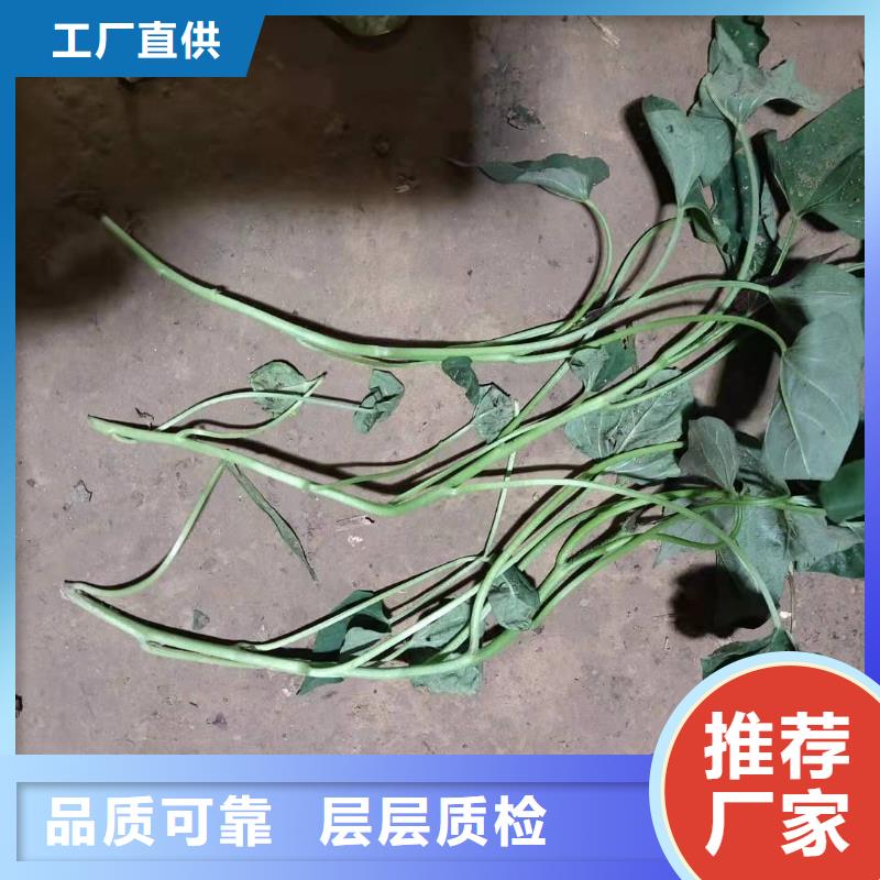 紫薯苗羽衣甘藍粉物流配送同城貨源