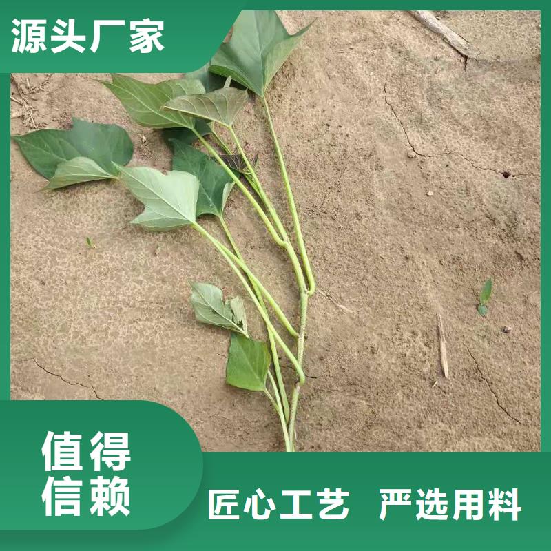 紫薯苗【胡萝卜丁厂家】支持货到付清质量无忧