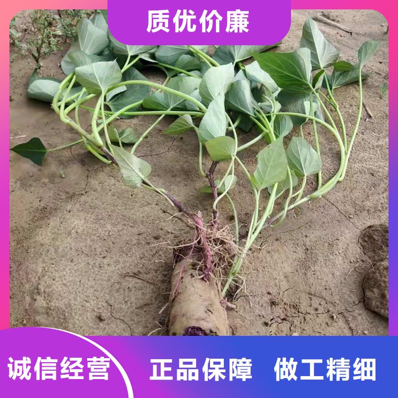 紫薯苗羽衣甘藍粉好產品放心購適用范圍廣