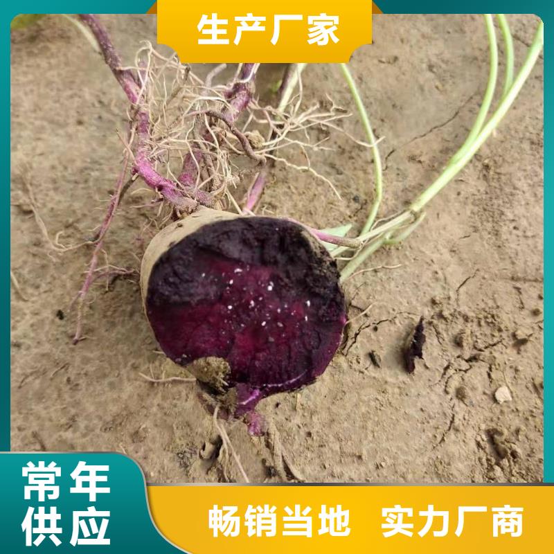 紫薯苗,南瓜丁廠家種類豐富【當地】廠家