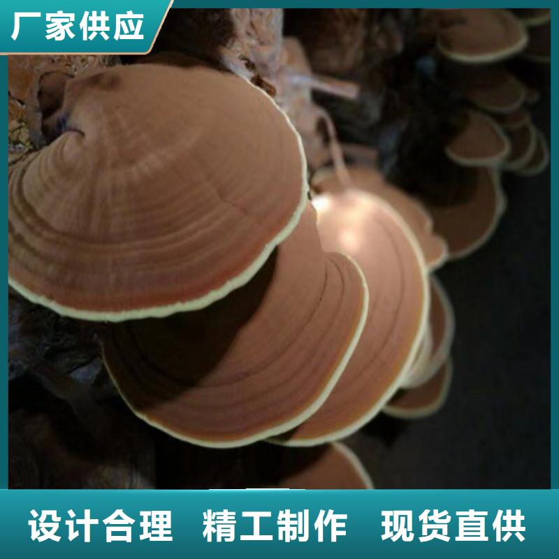 質量優的靈芝盆栽現貨廠家實力工廠