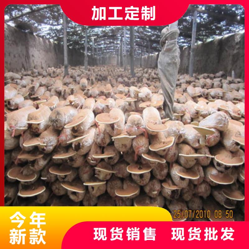 靈芝超微粉
生產商_云海靈芝種植專業合作社<當地>公司