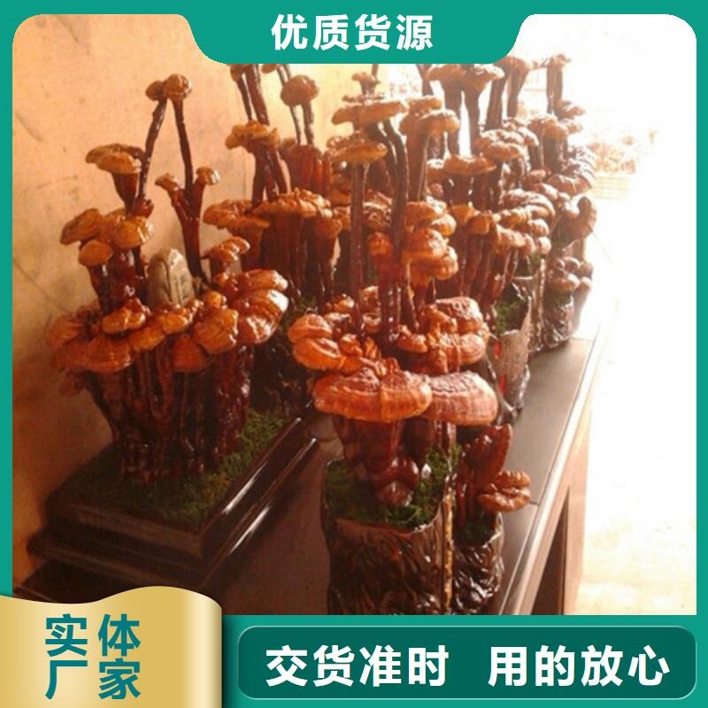 靈芝種植基地資質齊全廠家十分靠譜