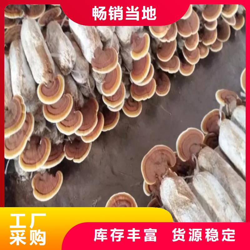 靈芝超微粉品質(zhì)商家高品質(zhì)現(xiàn)貨銷售