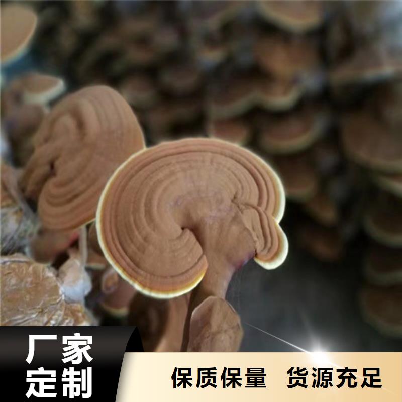 得榮破壁靈芝孢子粉一周內(nèi)發(fā)貨