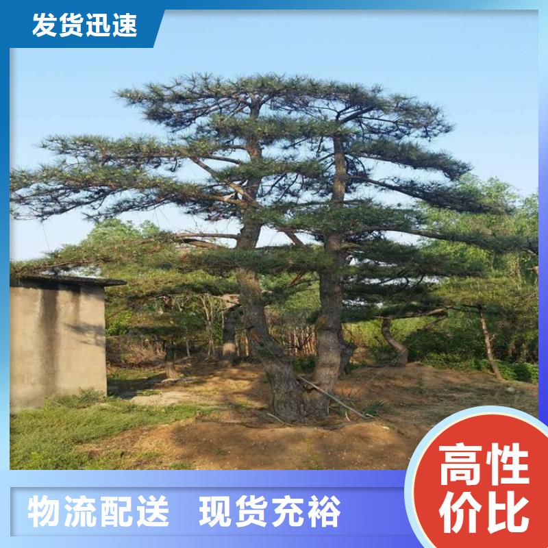  造型松廠家直發(fā)打造行業(yè)品質(zhì)