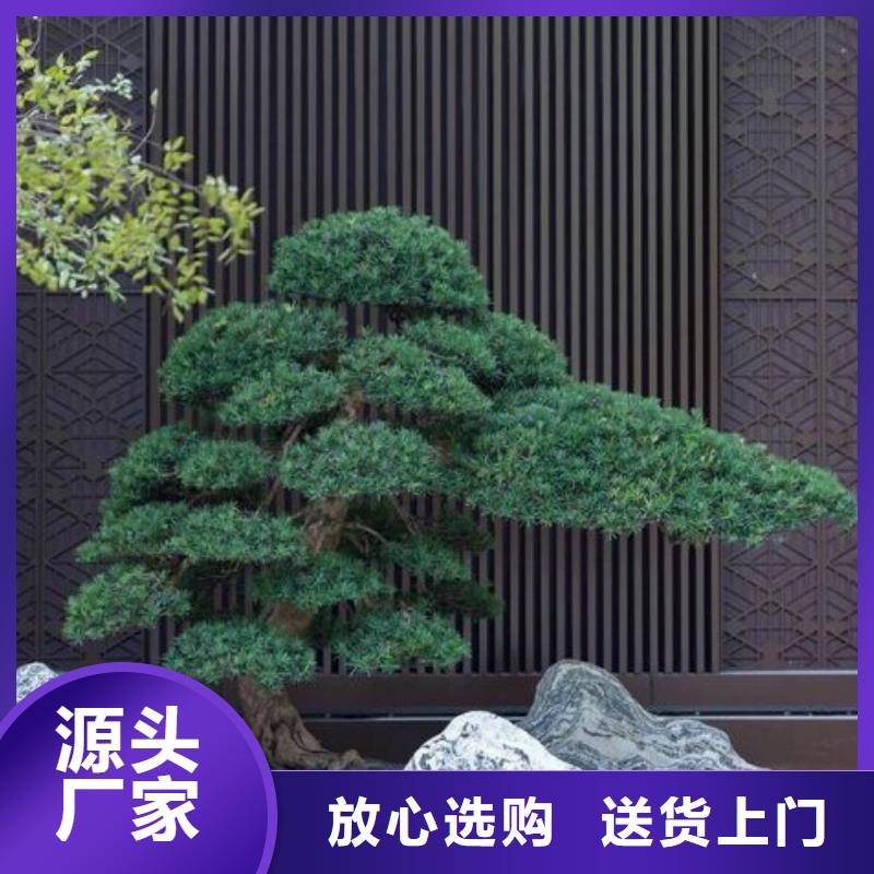 造型松經(jīng)營造型松大品牌值得信賴供您所需