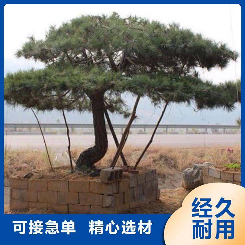 造型松造型油松實(shí)力優(yōu)品<當(dāng)?shù)?供應(yīng)商