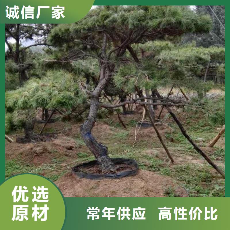 造型松造型油松支持貨到付清<本地>生產(chǎn)廠家