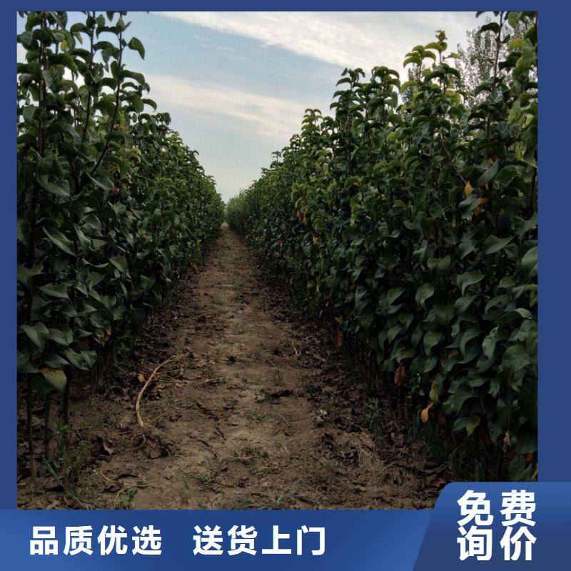 梨【杜梨苗】從廠家買售后有保障<本地>廠家