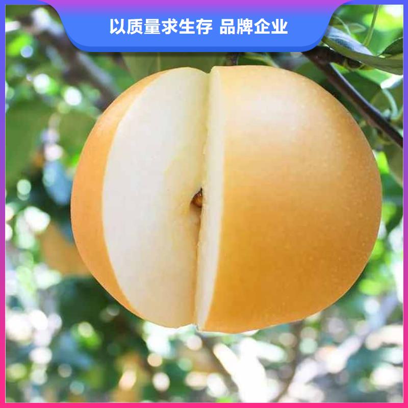 梨_红香酥梨树苗现货销售海量现货直销