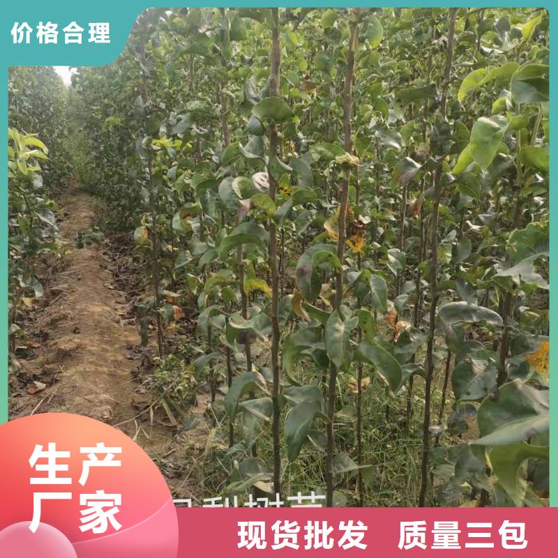 梨_玉露香梨樹苗源廠定制應用范圍廣泛