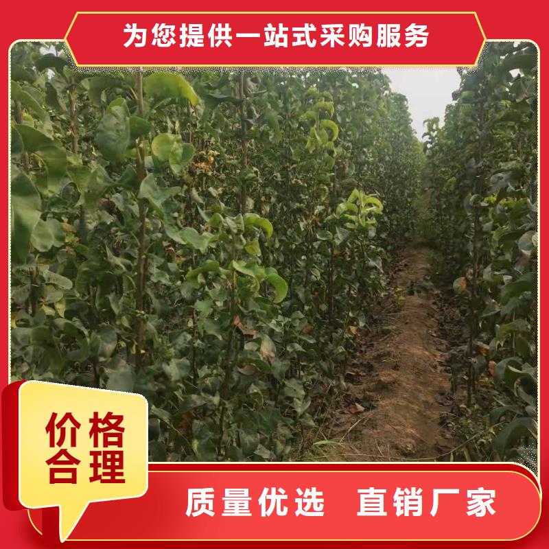 【梨十四號桃樹苗詳細參數(shù)】質(zhì)量看得見